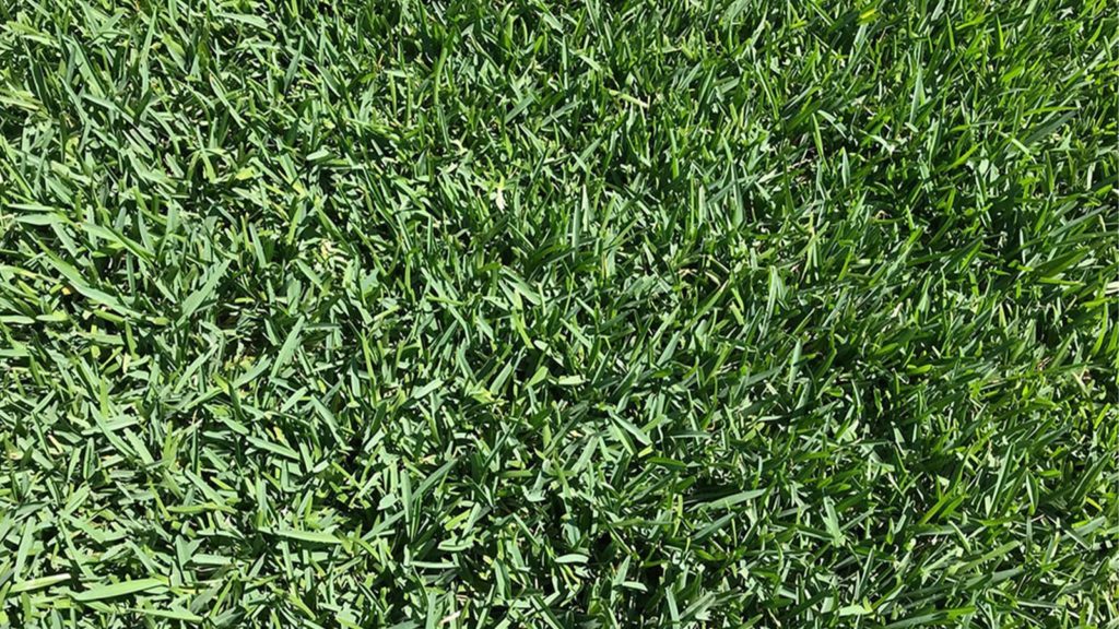Floratam St Augustine Grass Gulf Coast