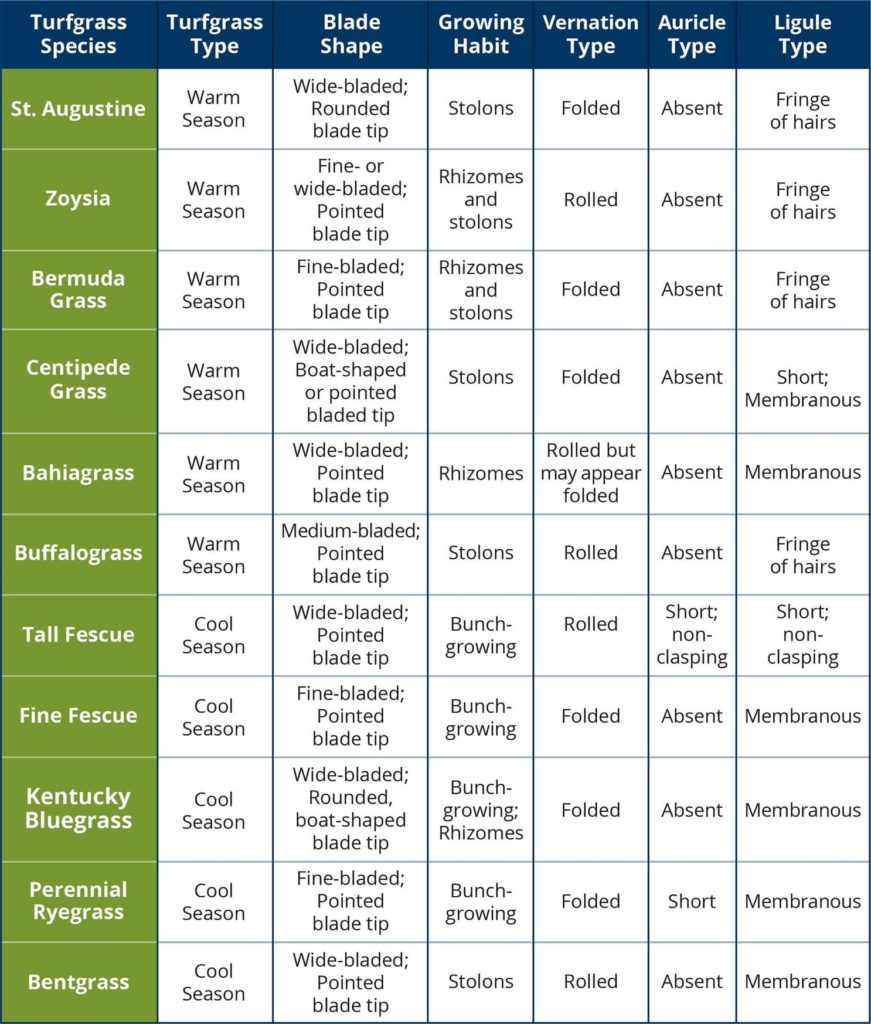 Turfgrass Identification Chart