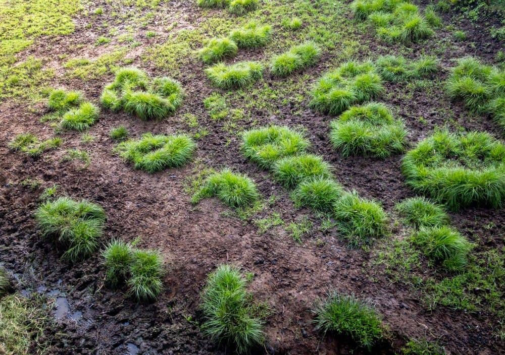 Fescue