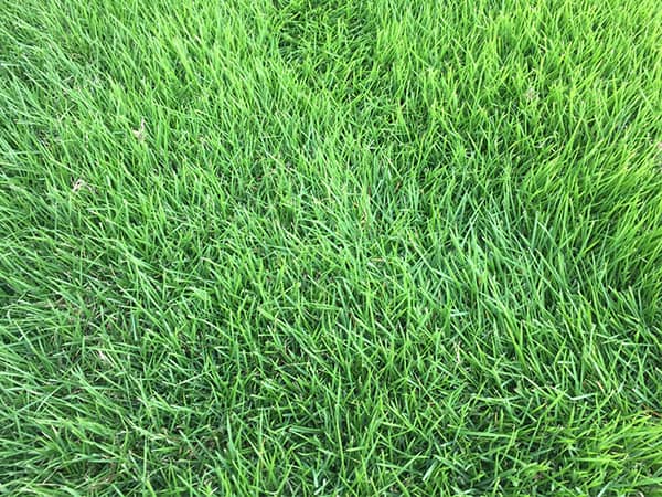 Choose A Grass Sod Innovation Zoysiagrass