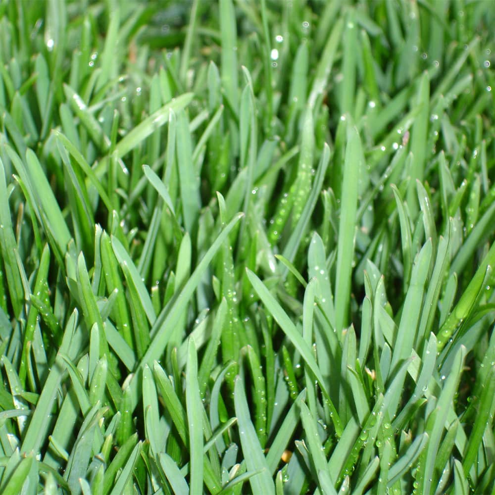 Bella Bluegrass close up