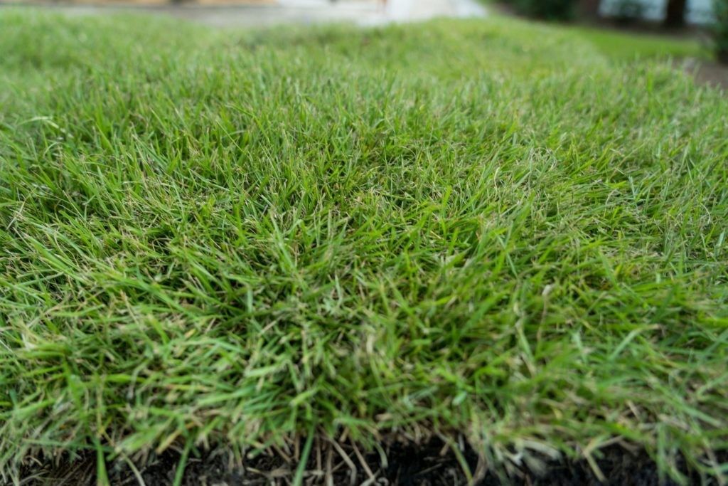 Innovation Zoysia