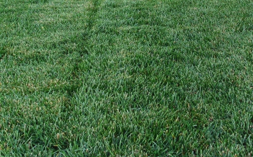 Tall Fescue