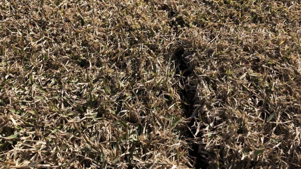 Close Up Of Dormant Sod In Winter